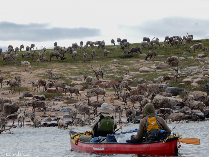 John and Dan with the caribou herd