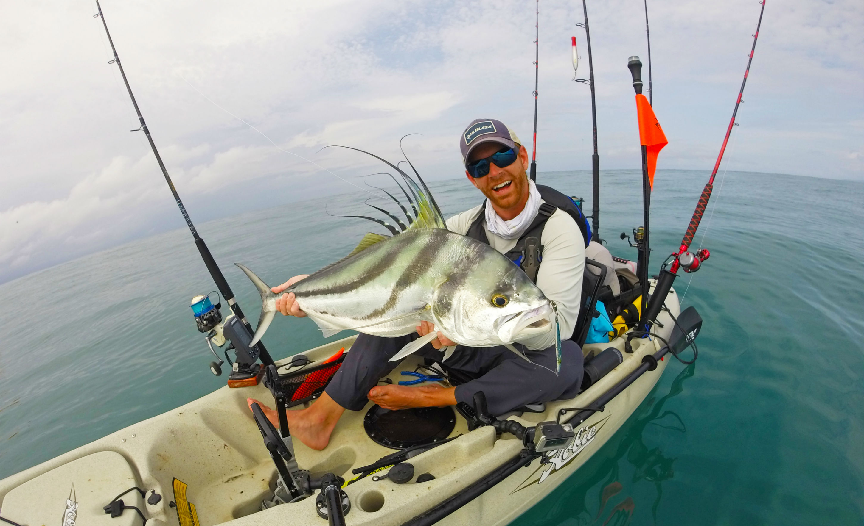 Rooster fish in Panama
